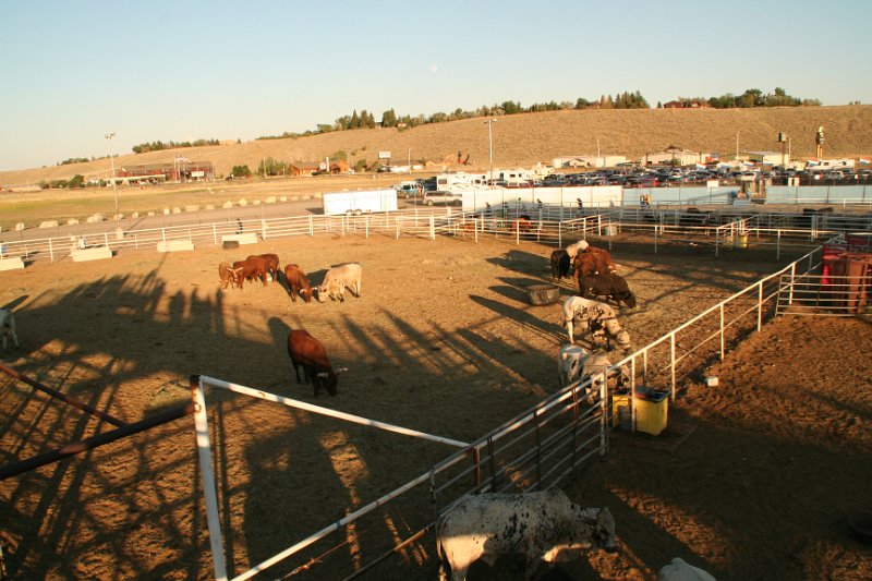 Trip (185).JPG - Bulls in their pens at the Cody, Wyoming rodeo